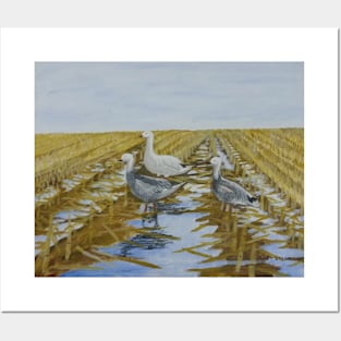 Snow Geese in Corn Field Posters and Art